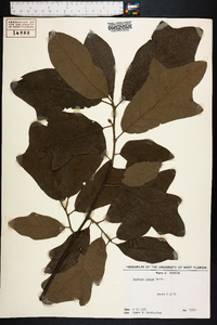 Quercus incana image