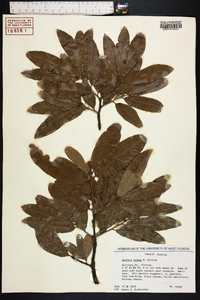 Quercus incana image