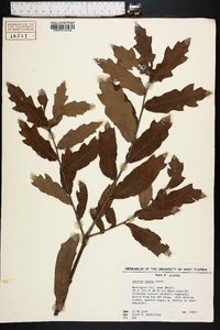 Quercus incana image