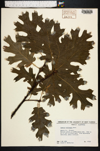 Quercus kelloggii image