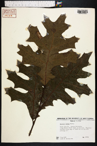 Quercus laevis image