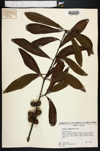 Quercus laurifolia image