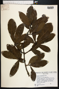 Quercus laurifolia image