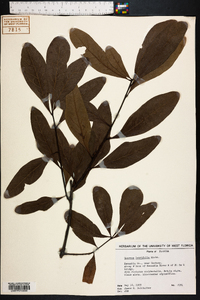 Quercus laurifolia image