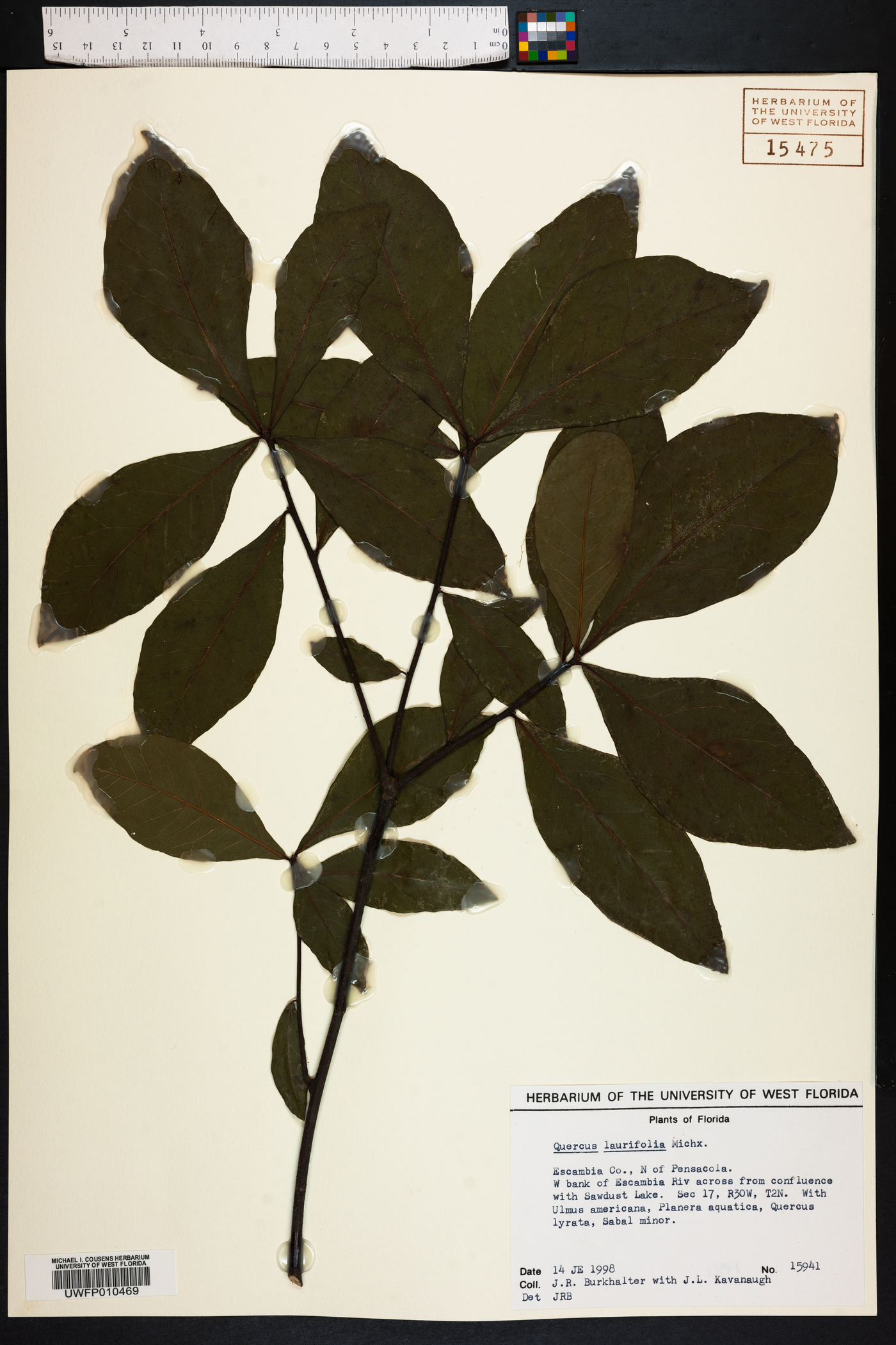 Quercus laurifolia image