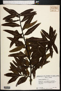 Quercus laurifolia image