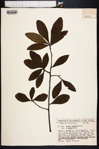 Quercus laurifolia image