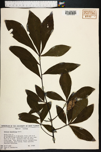 Quercus laurifolia image