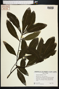 Quercus laurifolia image