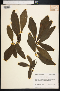 Quercus laurifolia image