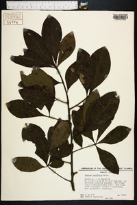 Quercus laurifolia image