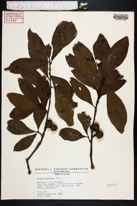 Quercus laurifolia image