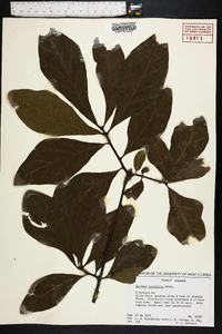 Quercus laurifolia image