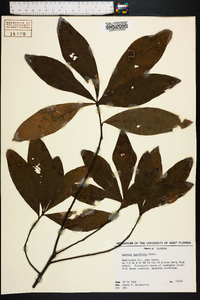 Quercus laurifolia image