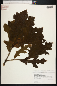 Quercus lyrata image