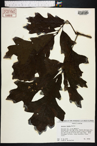 Quercus lyrata image