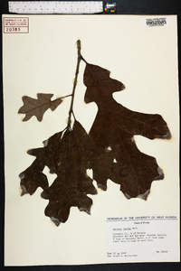 Quercus lyrata image