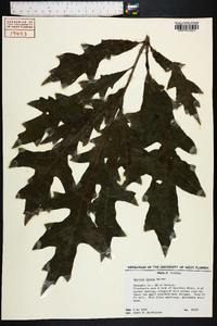 Quercus lyrata image