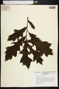 Quercus lyrata image