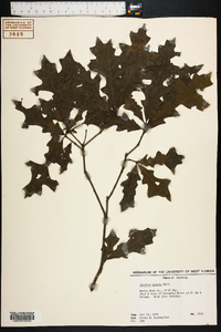 Quercus lyrata image