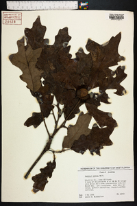 Quercus lyrata image