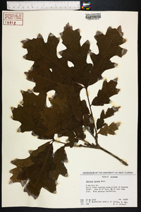 Quercus lyrata image