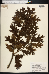 Quercus margarettiae image