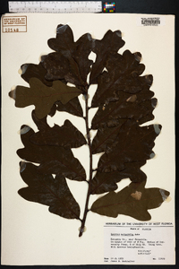 Quercus margarettiae image