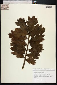 Quercus margarettiae image