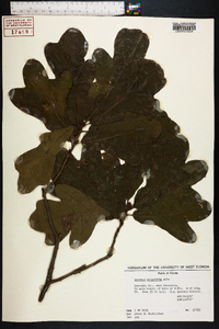 Quercus margarettiae image