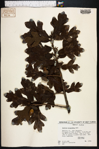 Quercus margarettiae image