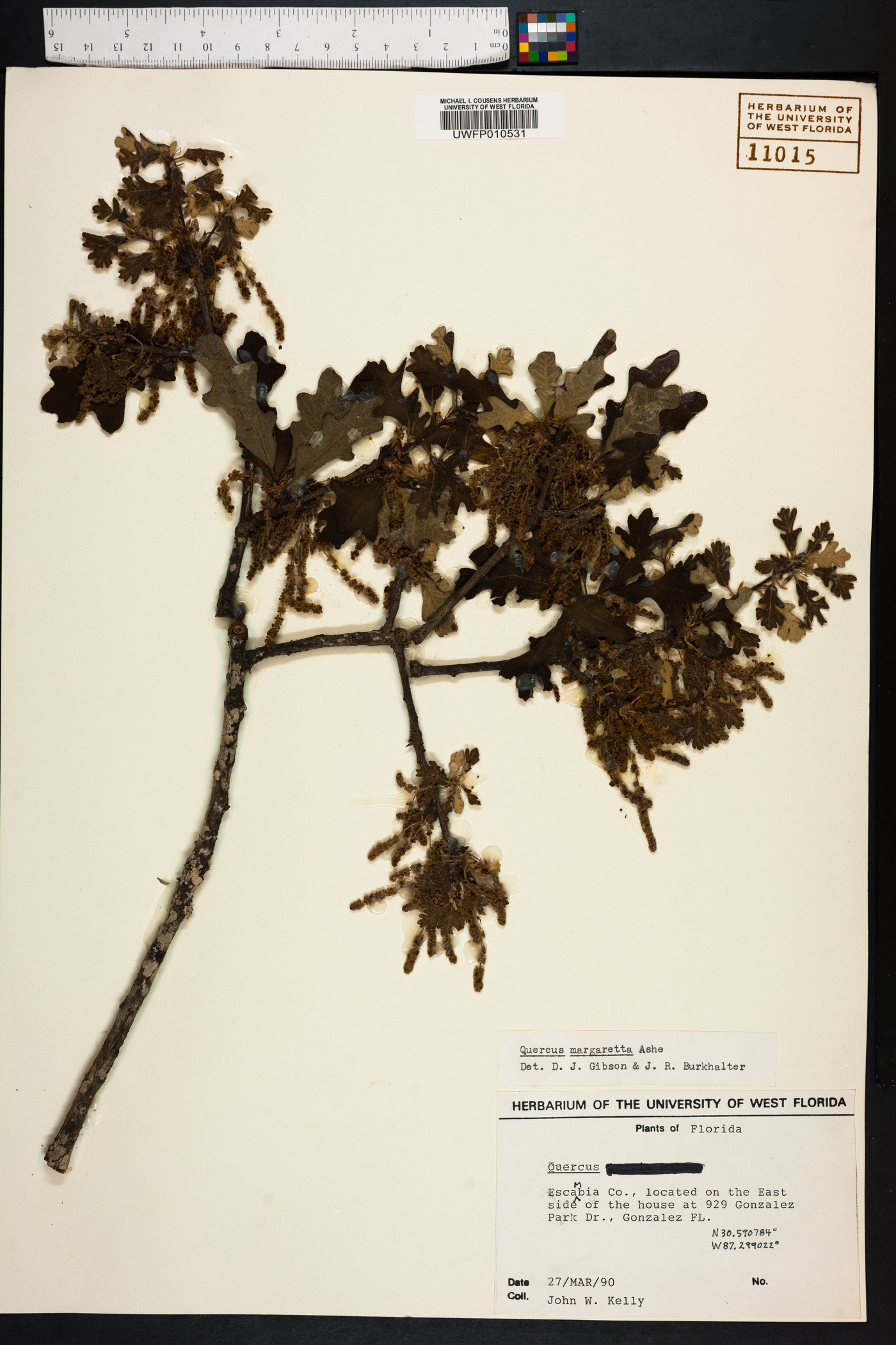 Quercus margarettiae image