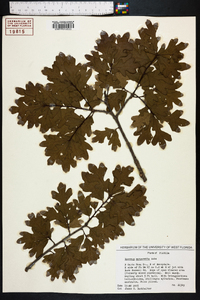 Quercus margarettiae image