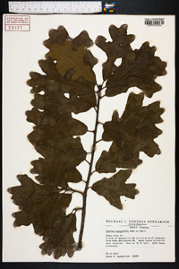 Quercus margarettiae image