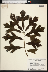 Quercus margarettiae image