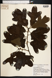 Quercus margarettiae image