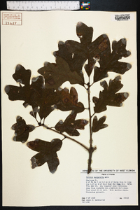 Quercus margarettiae image