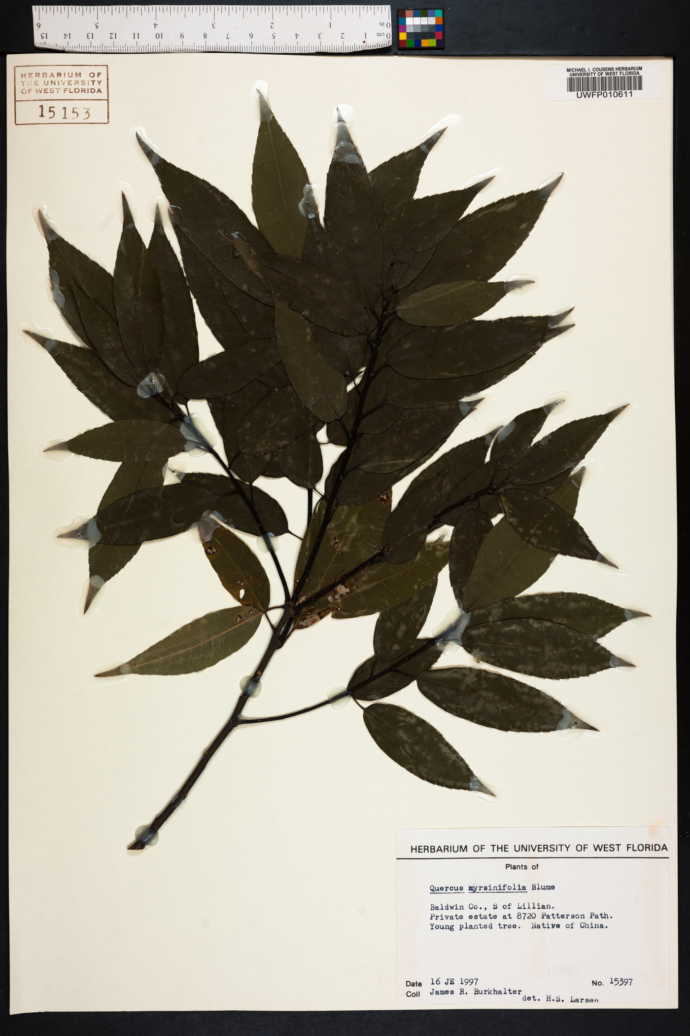 Quercus myrsinifolia image