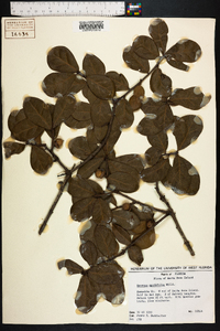 Quercus myrtifolia image