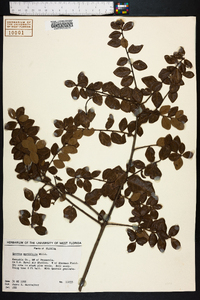 Quercus myrtifolia image