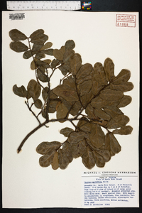 Quercus myrtifolia image