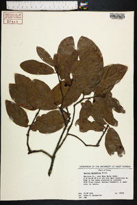 Quercus myrtifolia image