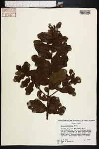 Quercus myrtifolia image