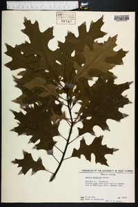 Quercus texana image