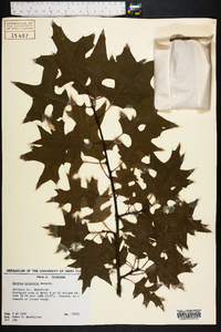 Quercus palustris image