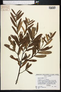 Quercus pumila image