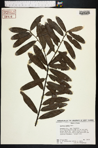 Quercus pumila image