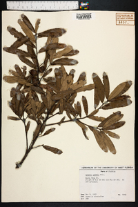 Quercus pumila image