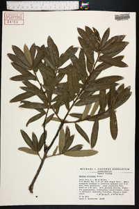 Quercus pumila image