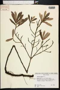 Quercus pumila image